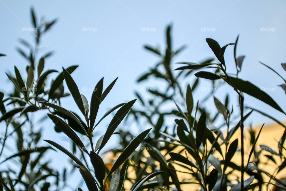 Olive branches against blue sky 