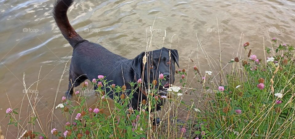 Labrador retriever in water lake summer time, summer heat, beautiful portrait