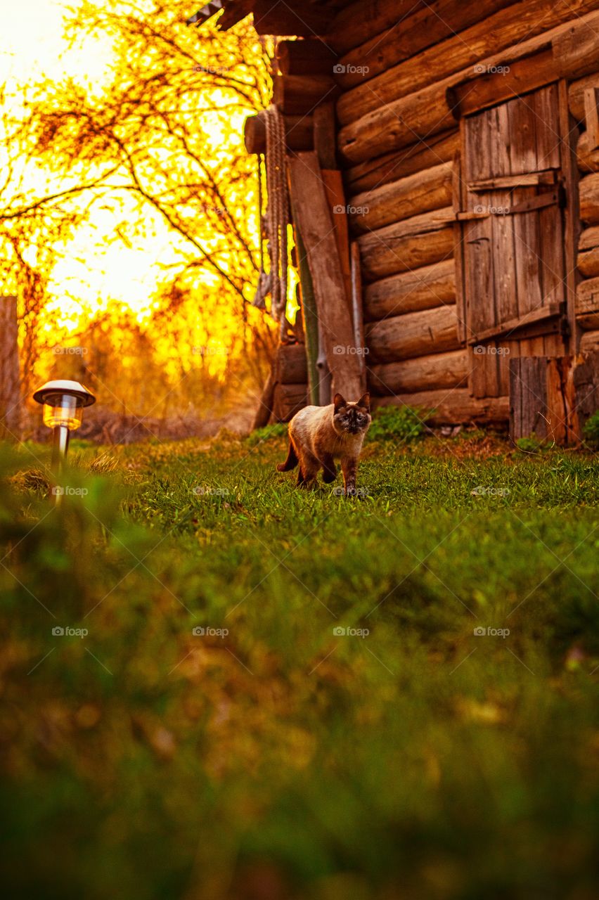 Walking cat