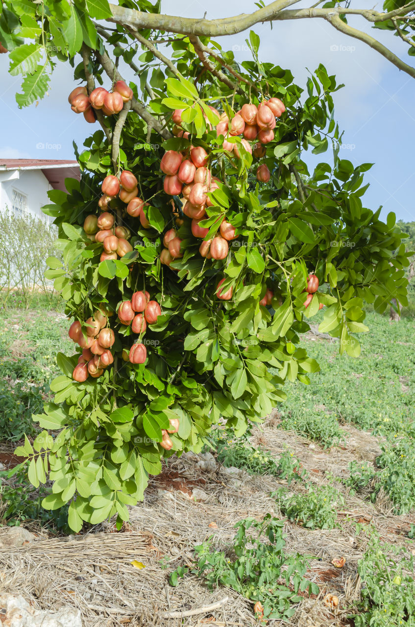 Hanging Branches With Ackees