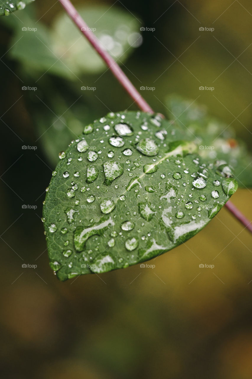 A leaf with water drops on after rain