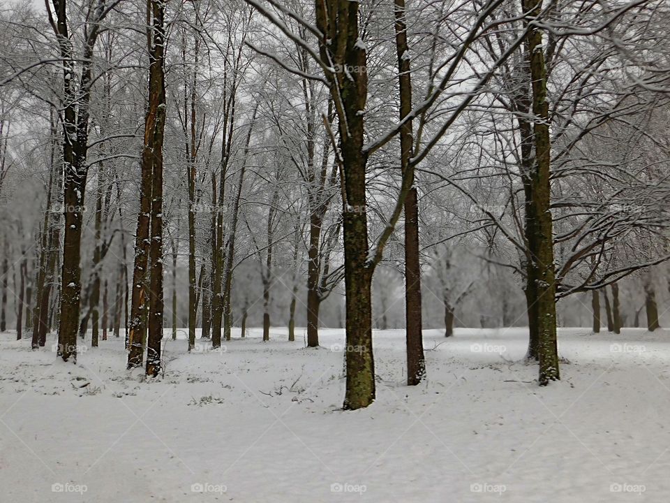 Slender Trees in the Snow