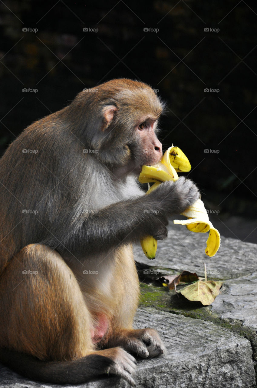 Eating banana