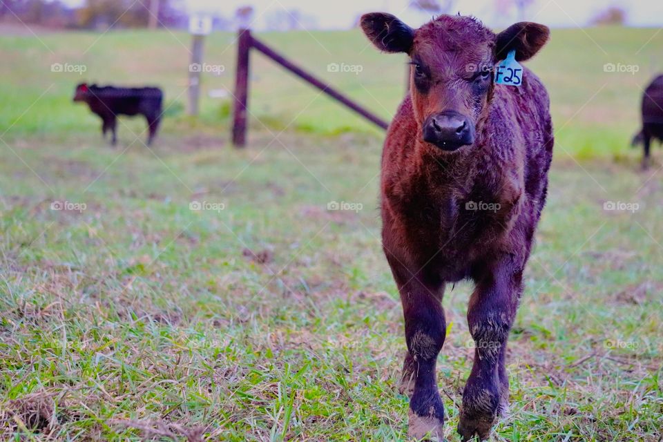 Curious little guy