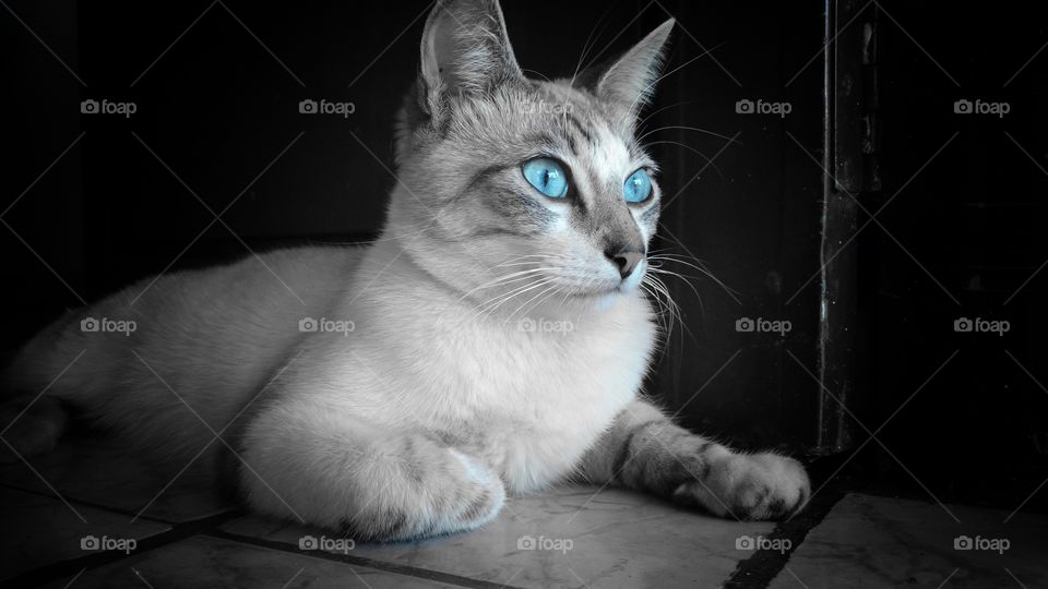 Os lindos olhos felinos.