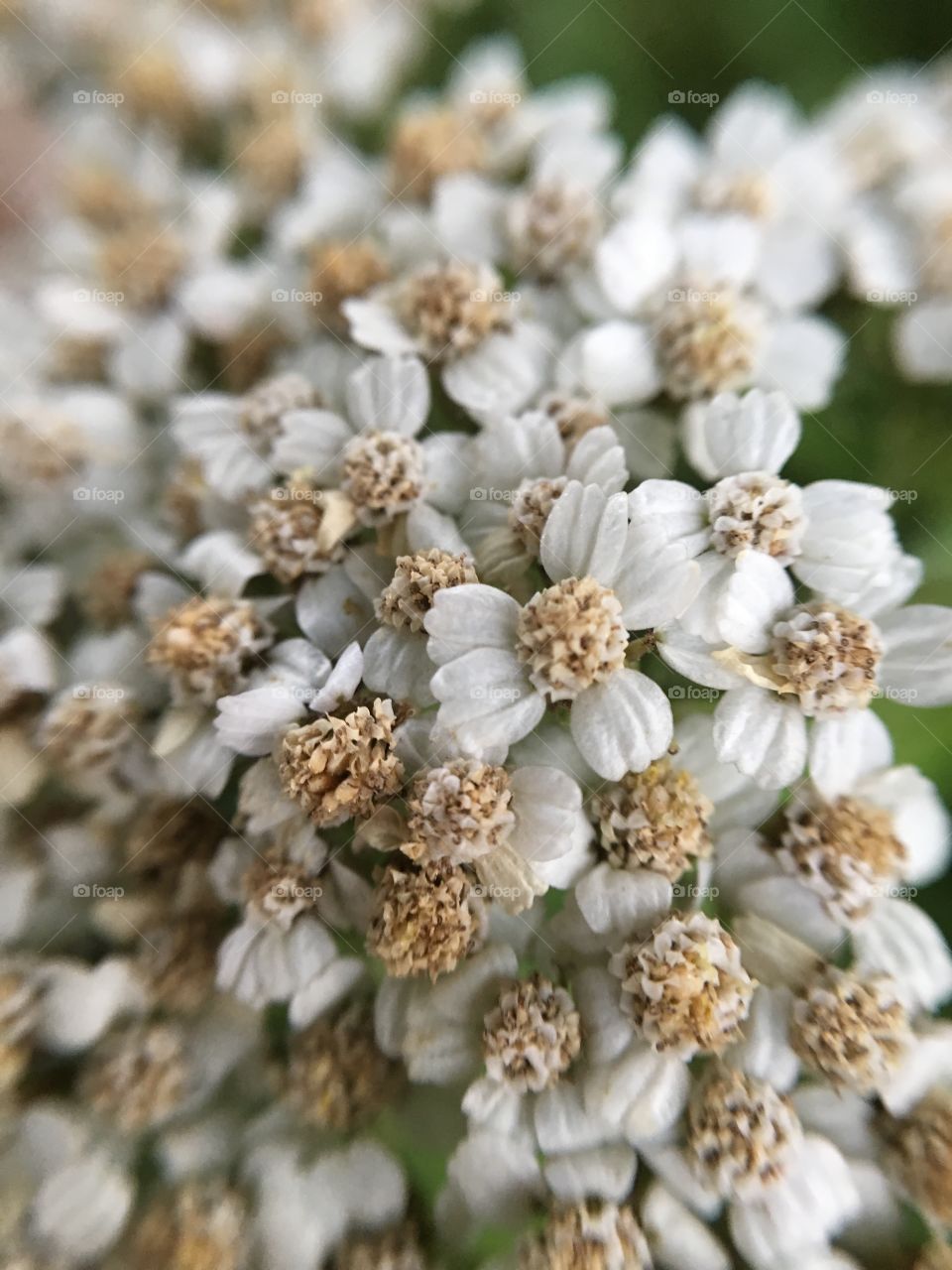 Nature, Flower, Flora, Season, Closeup