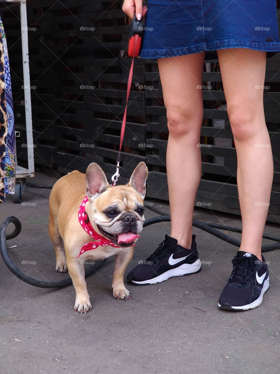 French bulldog