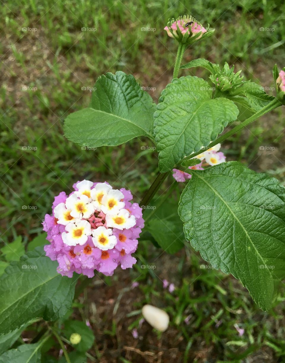 🌹 🇺🇸 Very beautiful flowers to brighten our day.  Live nature and its beauty. Did you like the delicate petals? / 🇧🇷 Flores muito bonitas para alegrar nosso dia. Viva a natureza e sua beleza. Gostaram das pétalas delicadas? 