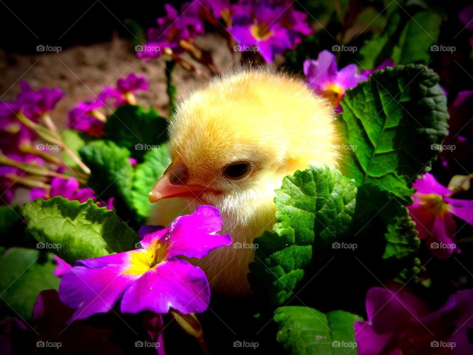 chick. yellow chick in the pansies