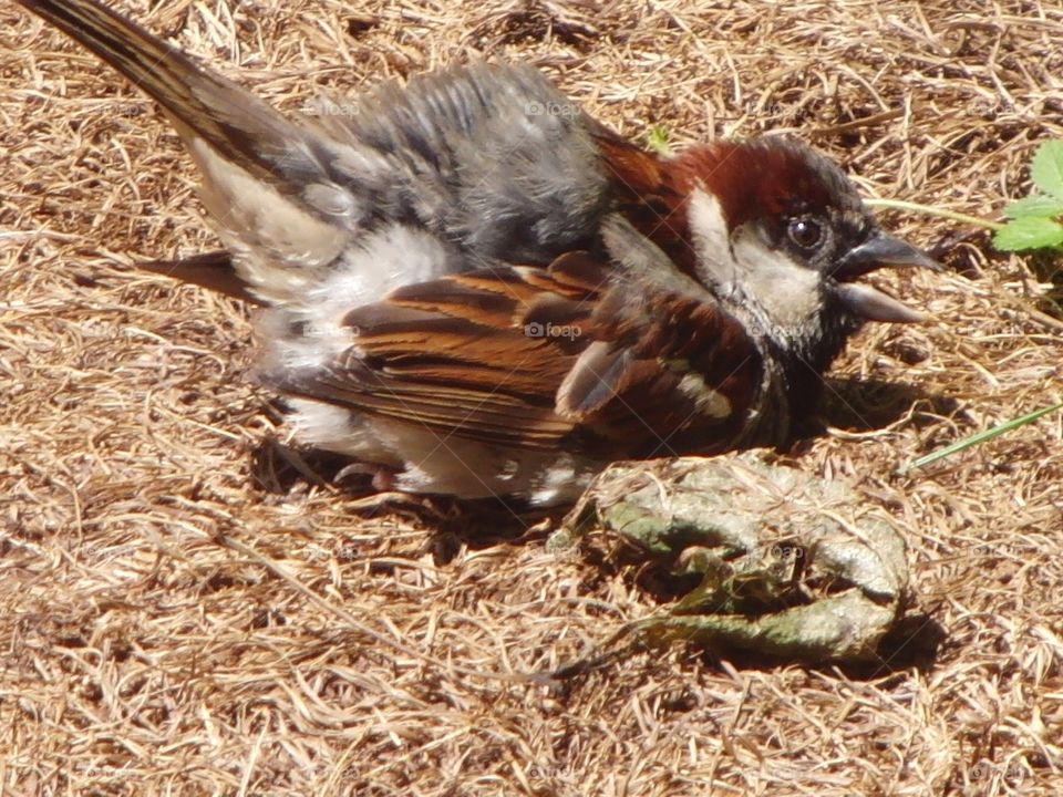 Sparrow sunbathing