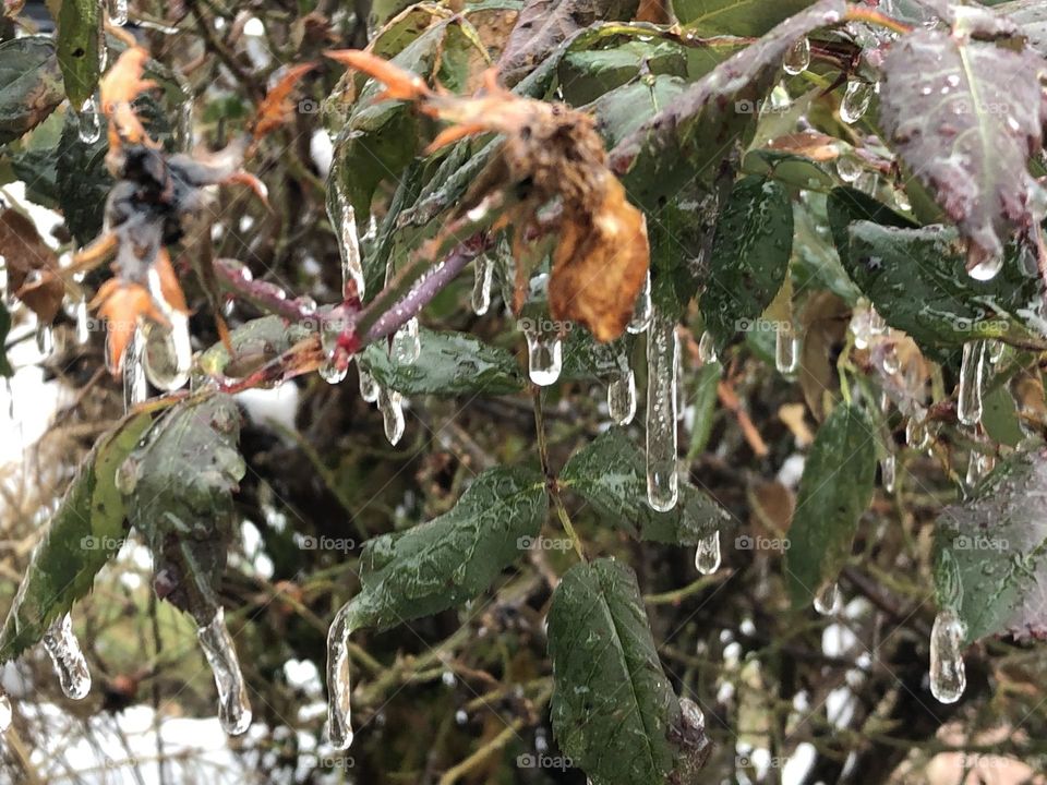 Ice and leaves