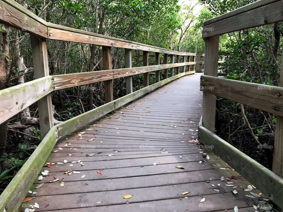 Boardwalk into the forest.