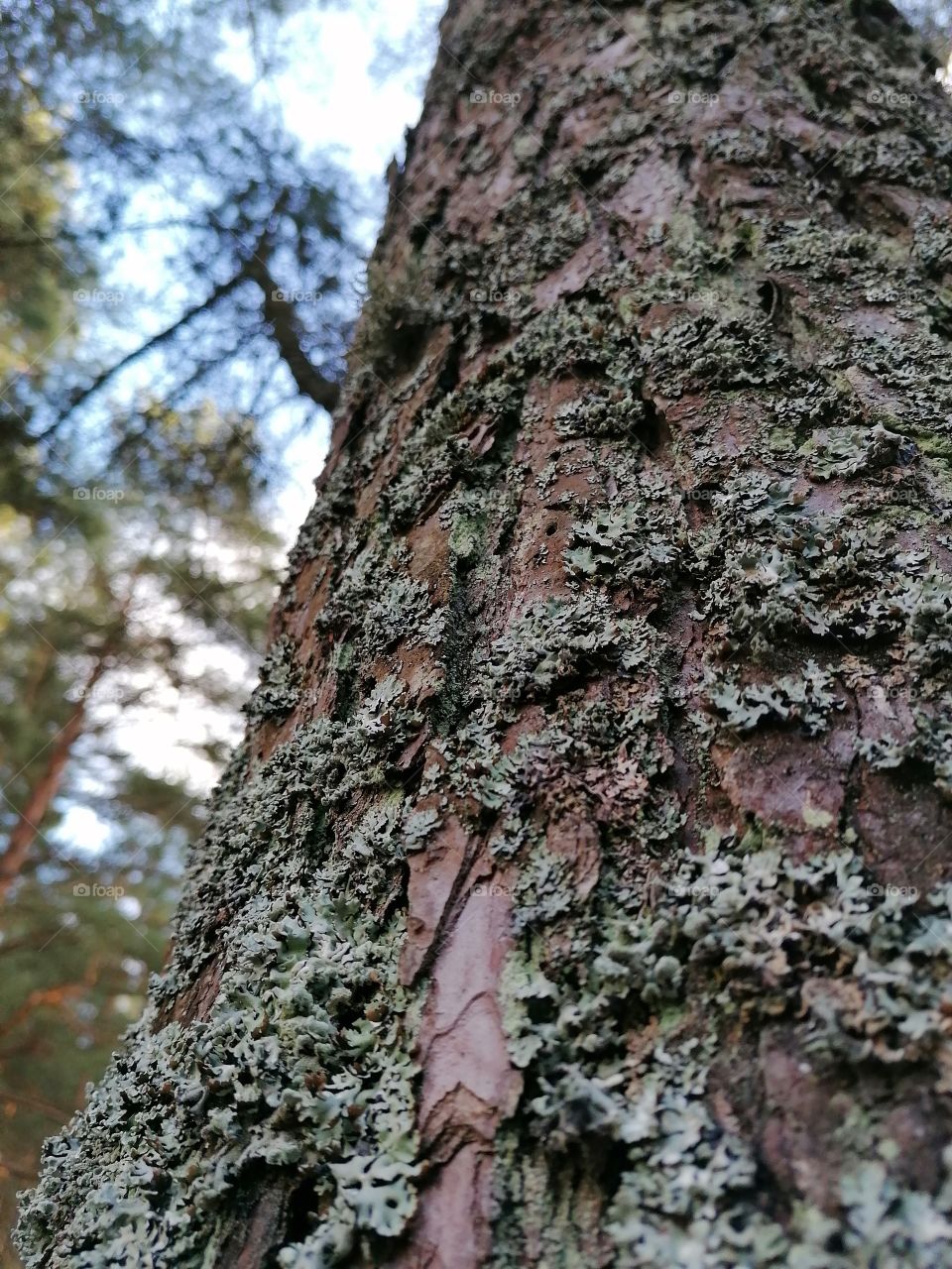 Tree bark with lichen
