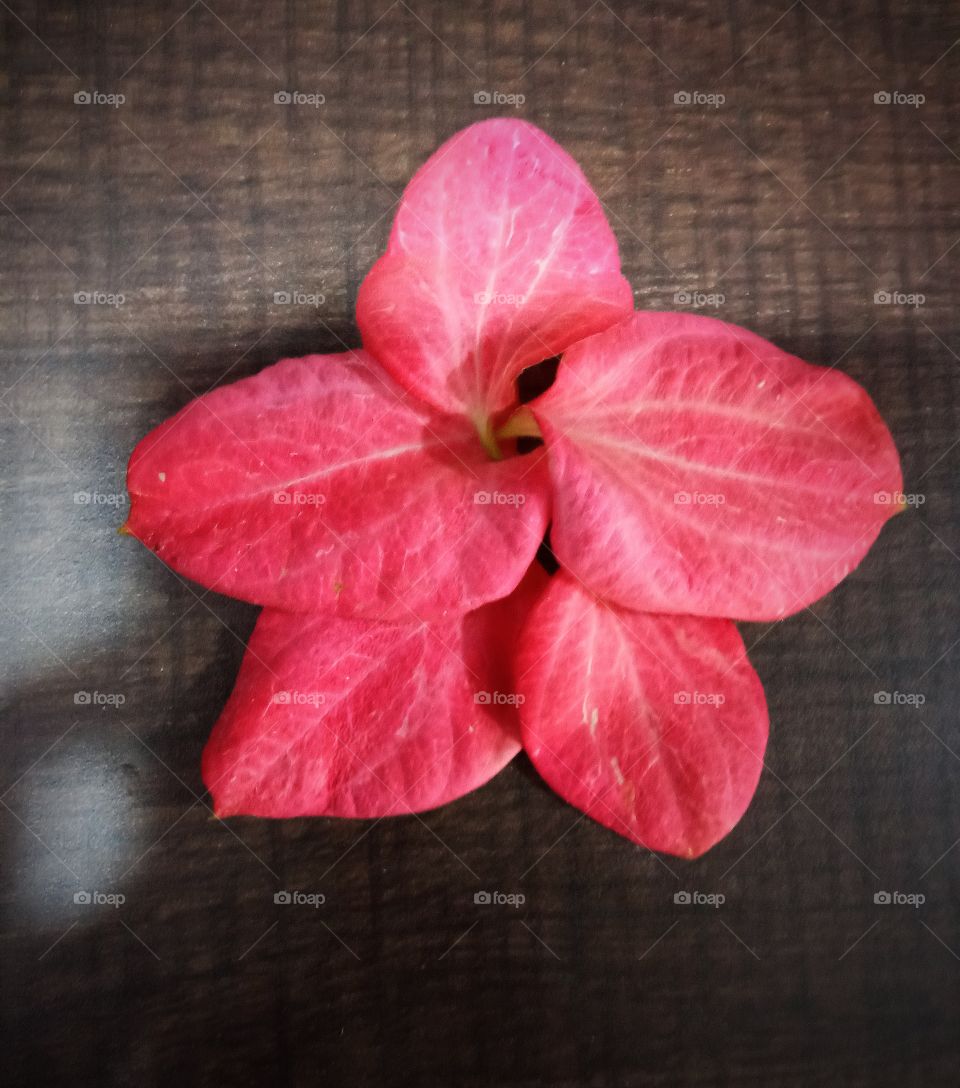 pink petals flowers