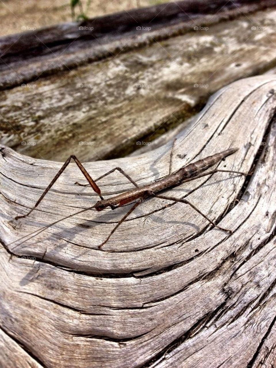 Had to capture this walking stick!