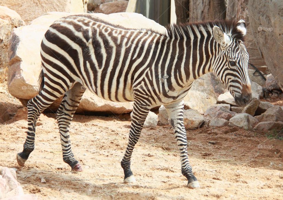 Zebra 