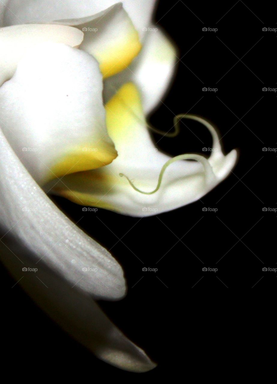 Orquidea