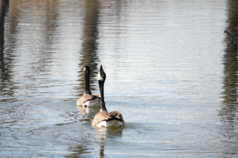 Canadian Geese swimming in water