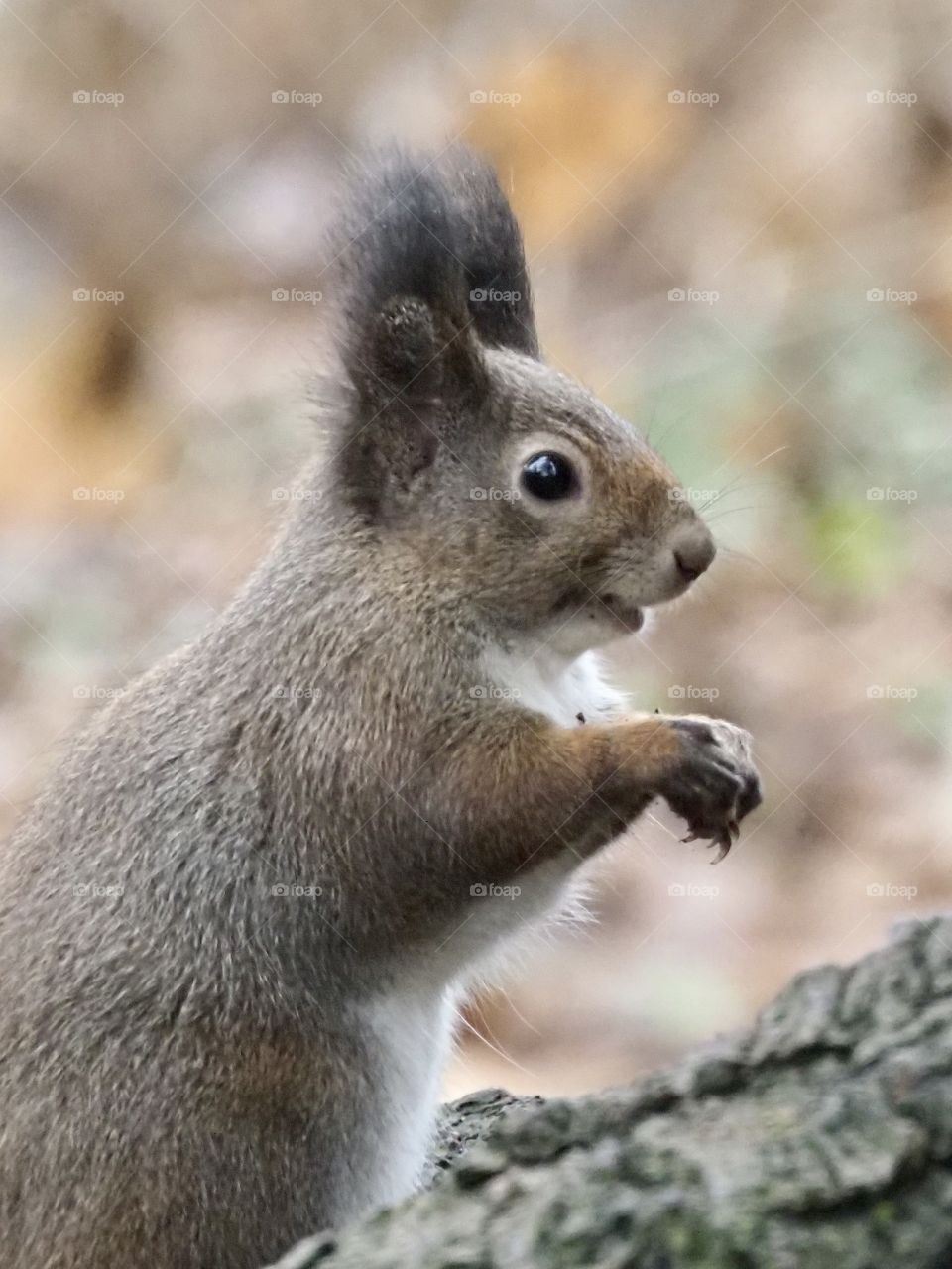 Squirrel