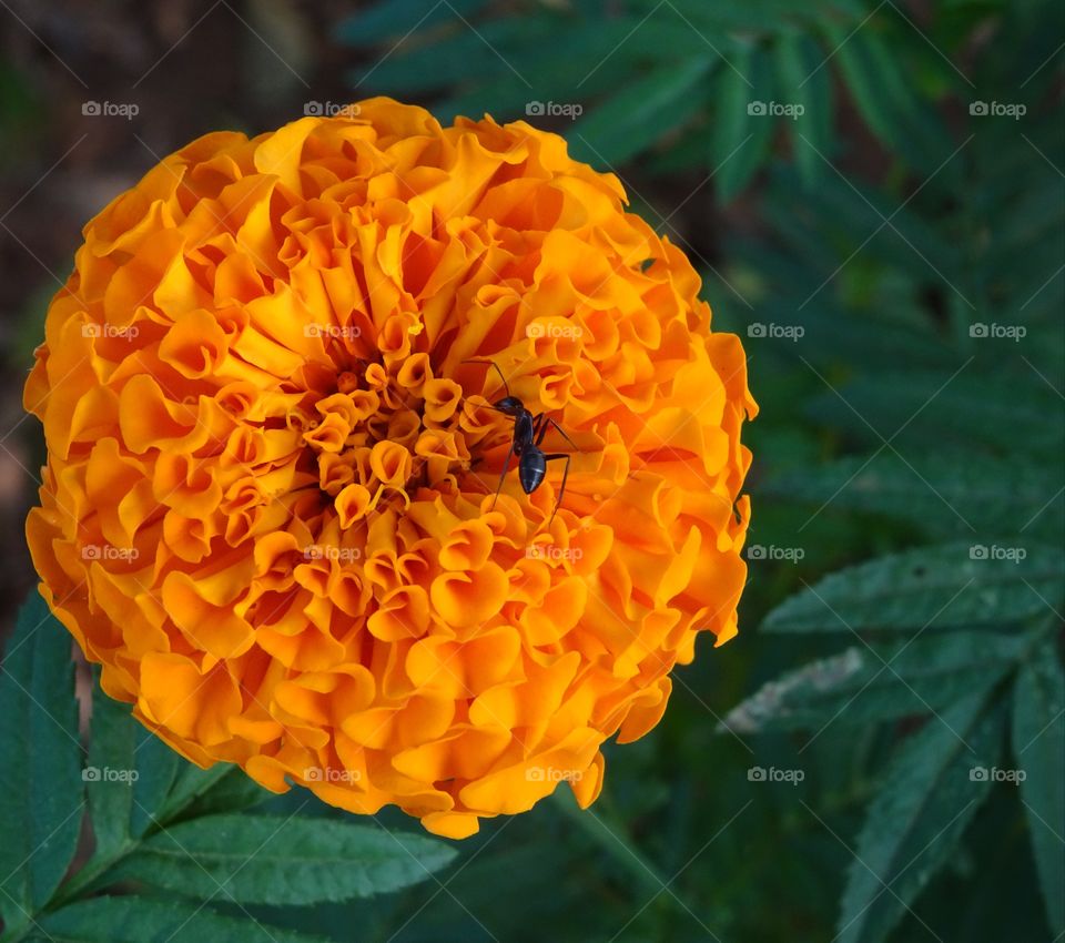 black ant and orange marigold