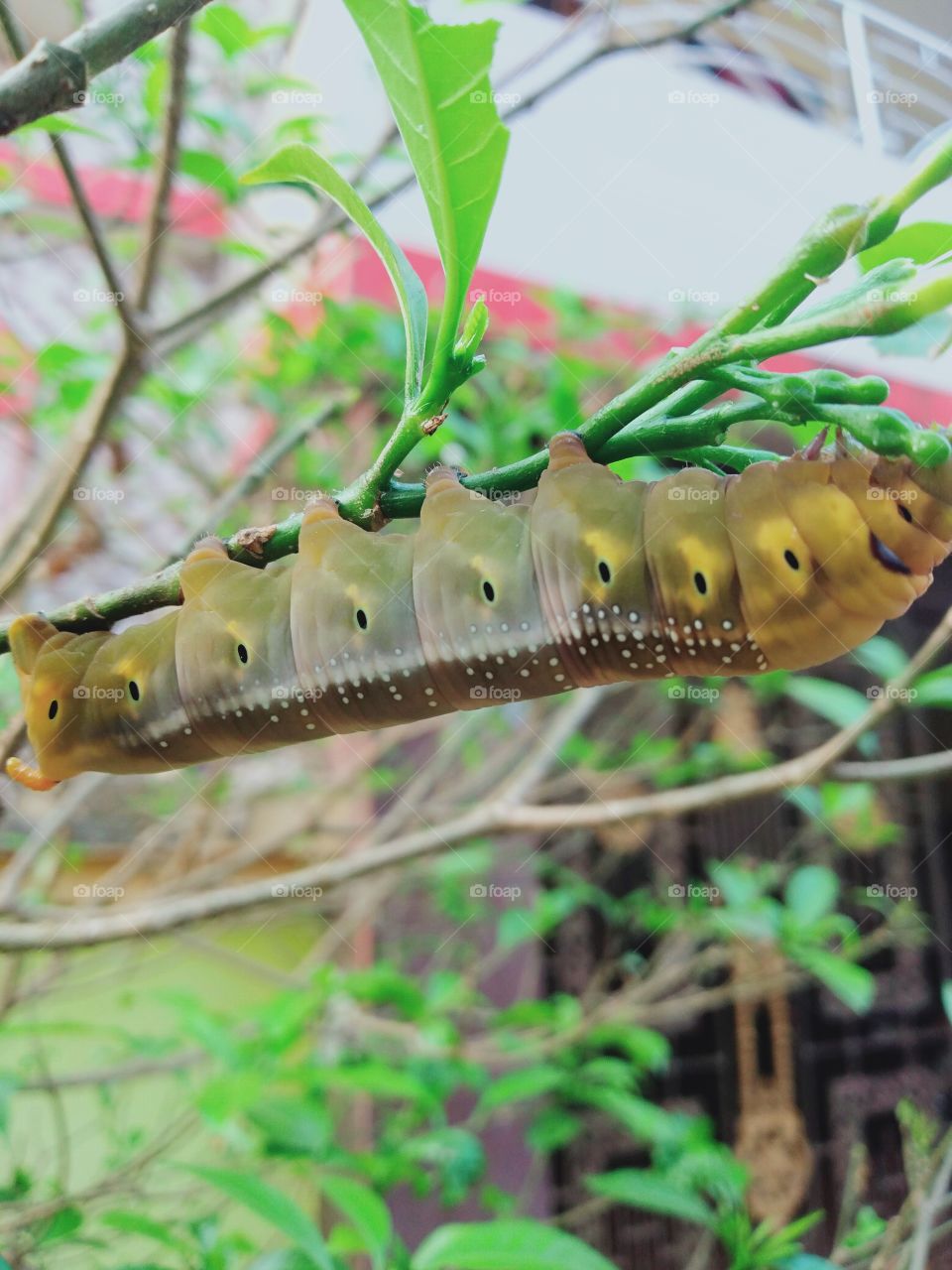 caterpillar