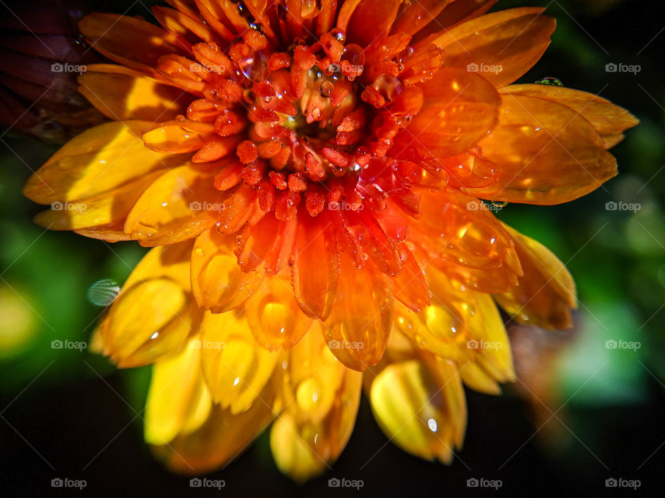 Raindrops On A Colorful Chrysanthemum Flower Macro