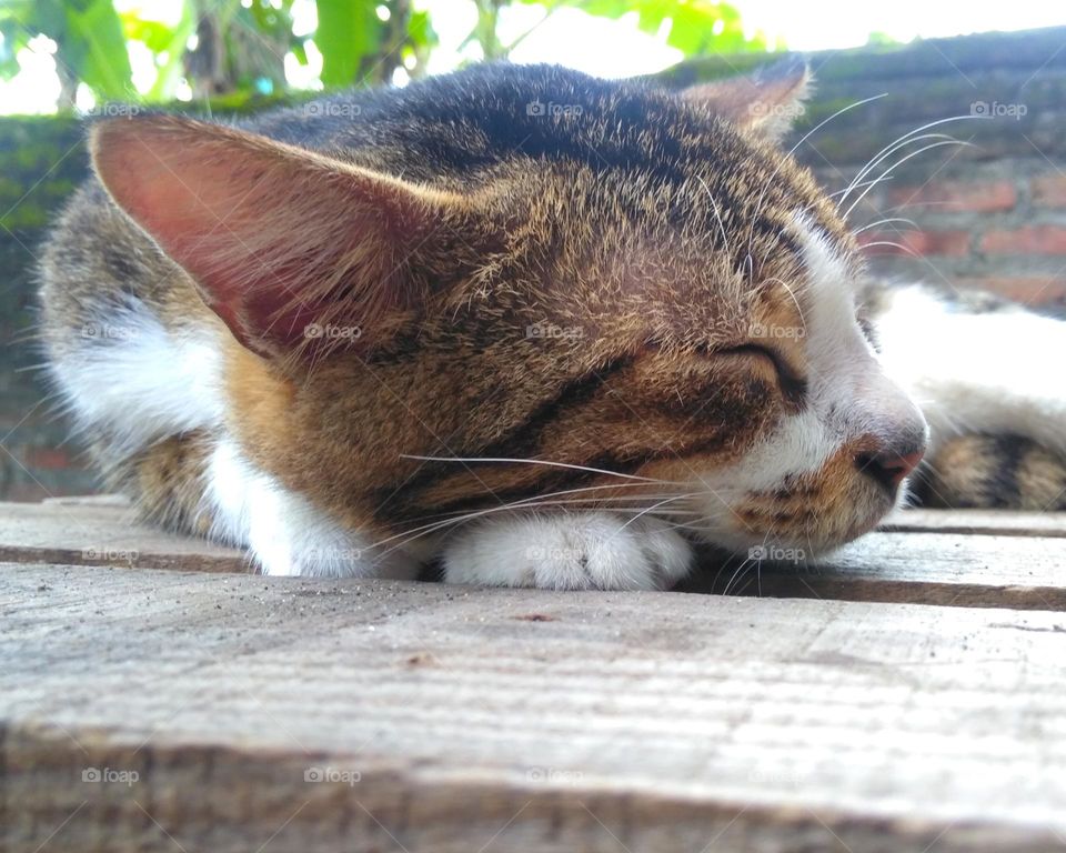 Colored cat sleep on the desk