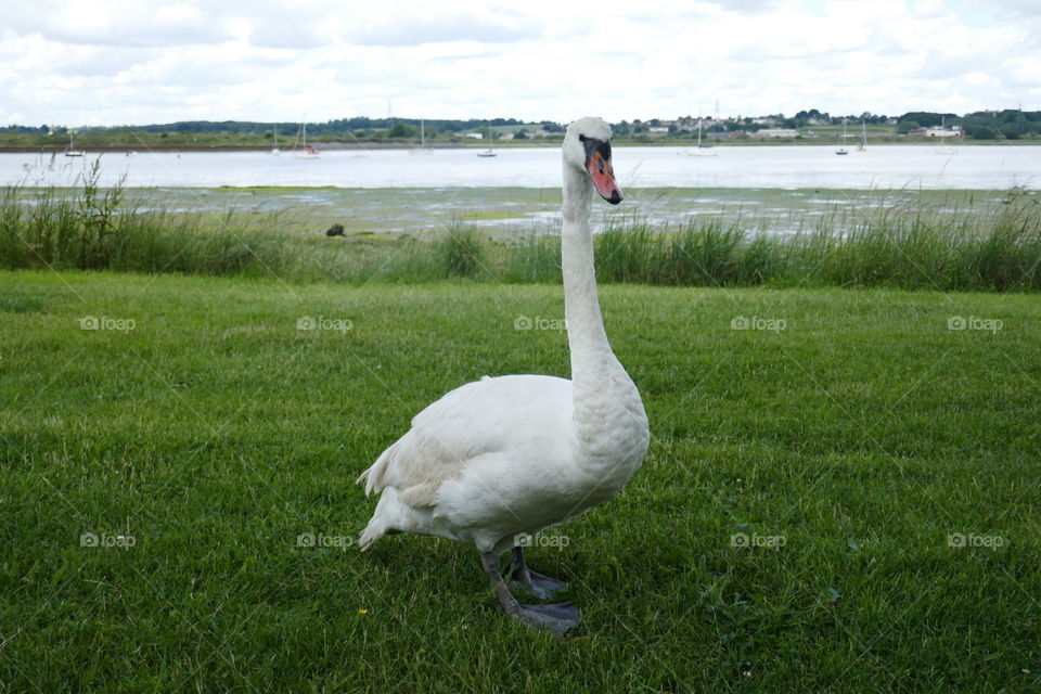 Swan standing on river bank