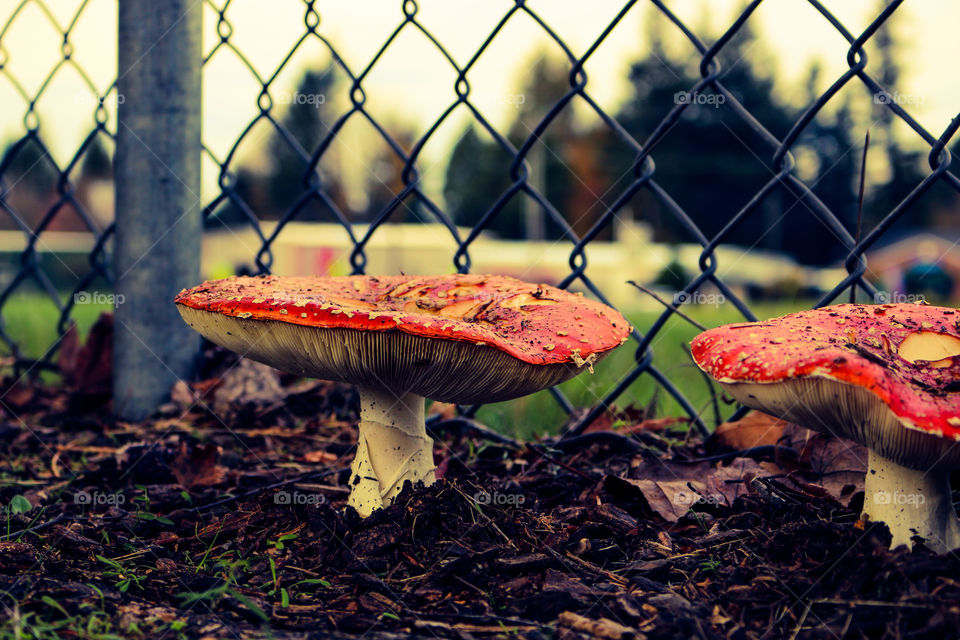 Red mushrooms in the city of Gresham
