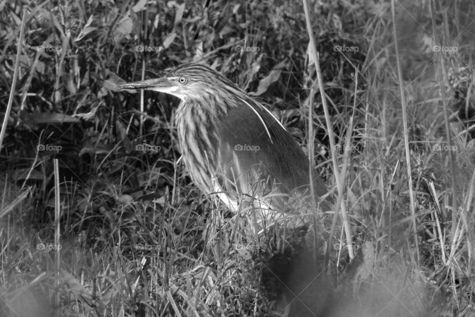 Amazing Bird near by Home