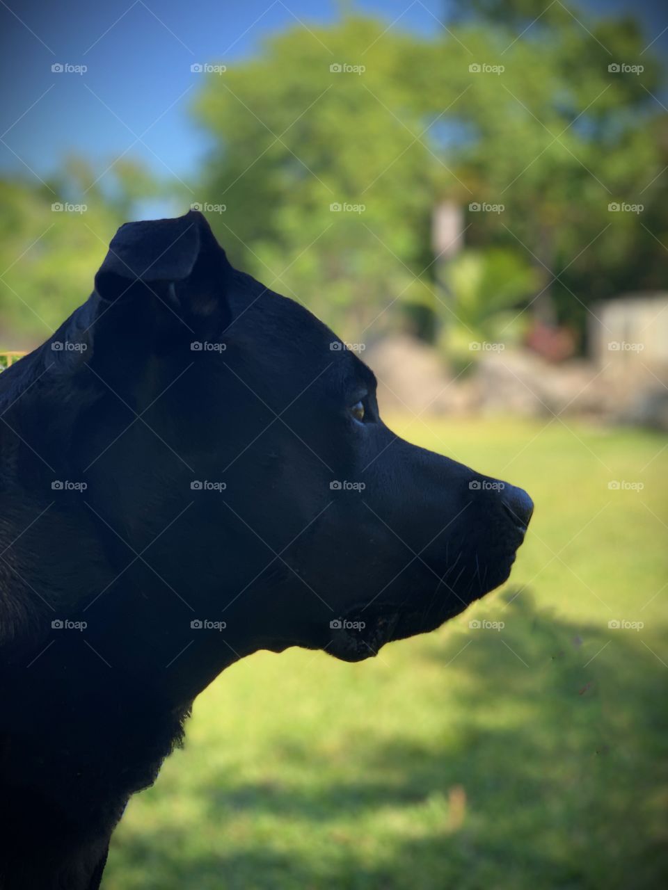 Profile of a big black dog 