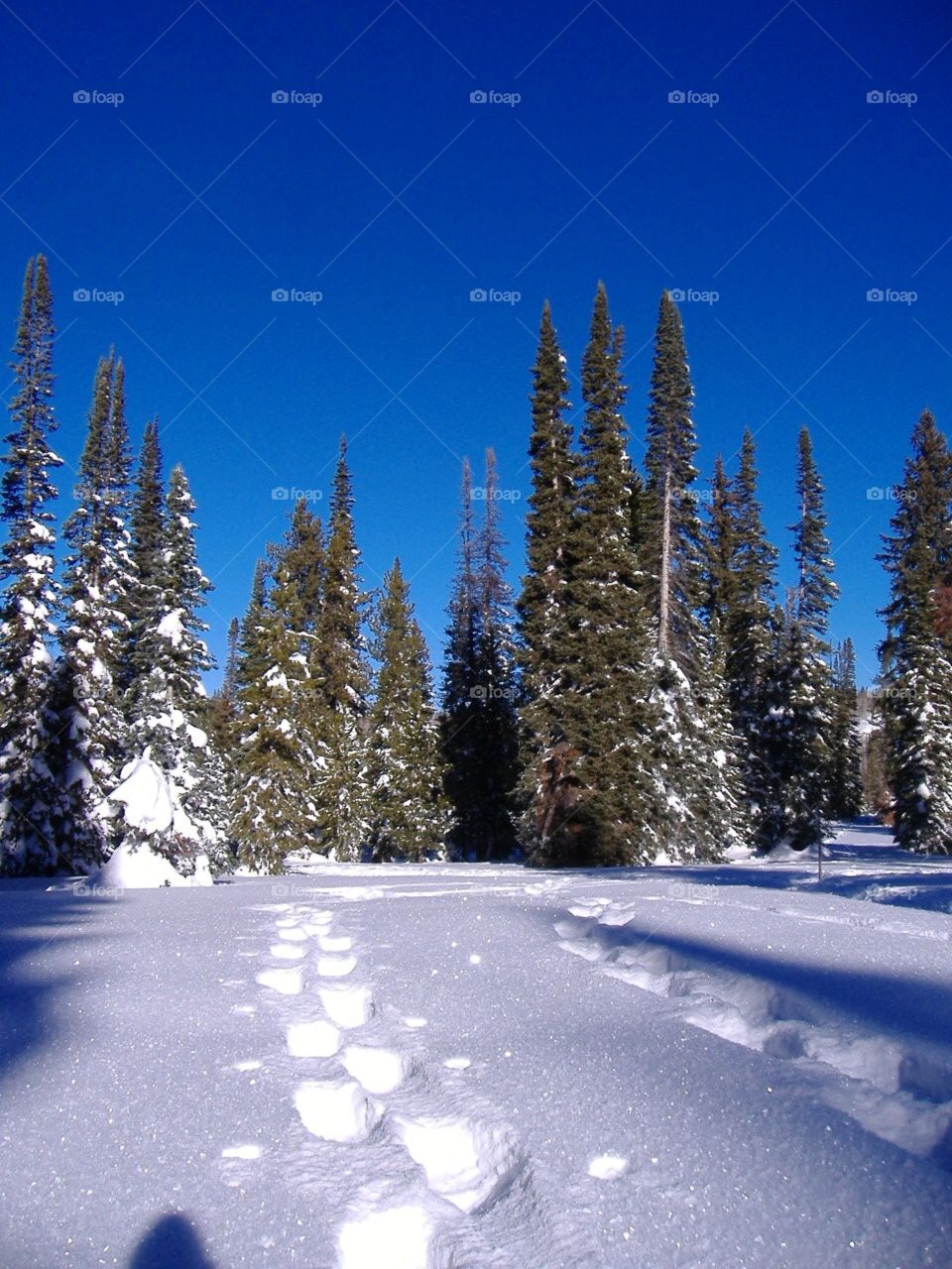 Snow prints