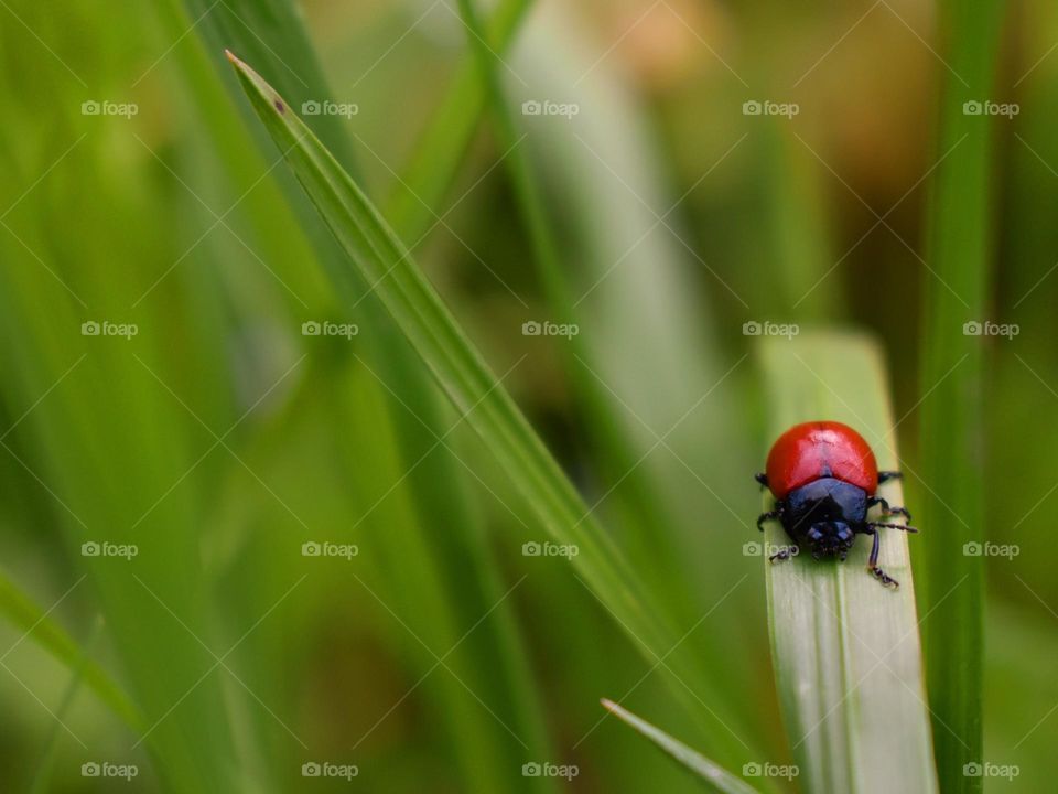 red bug walking on blade of grass