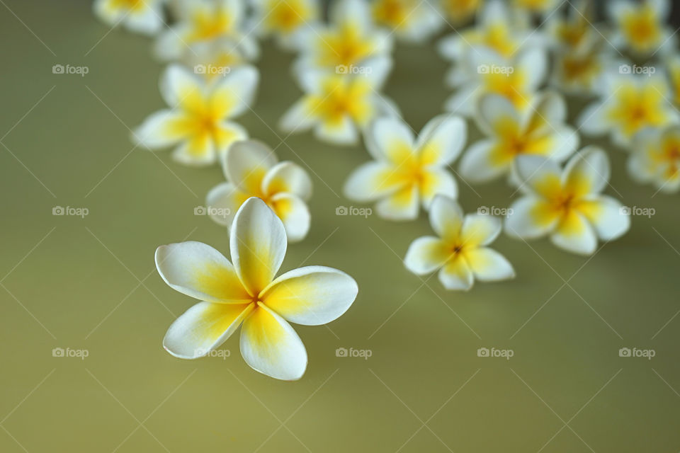 Frangipani flowers 