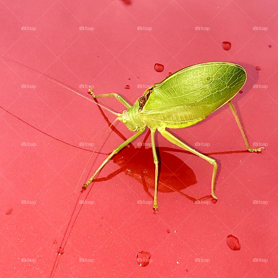 Katydid