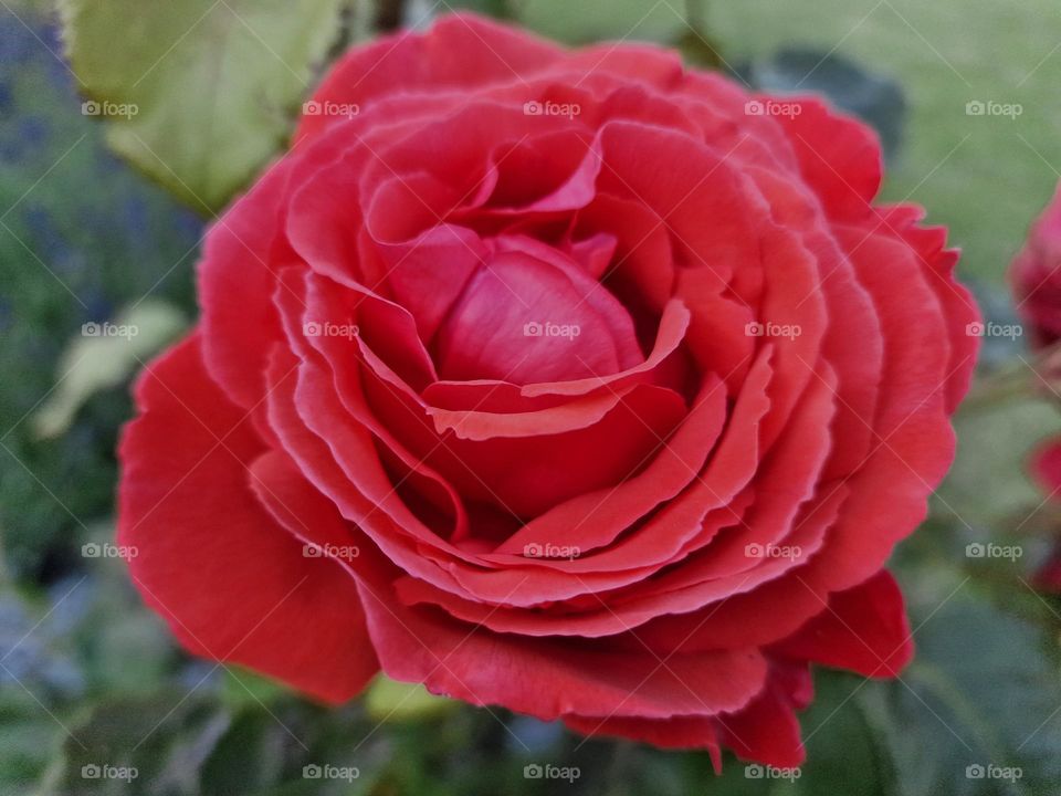 Rose flower