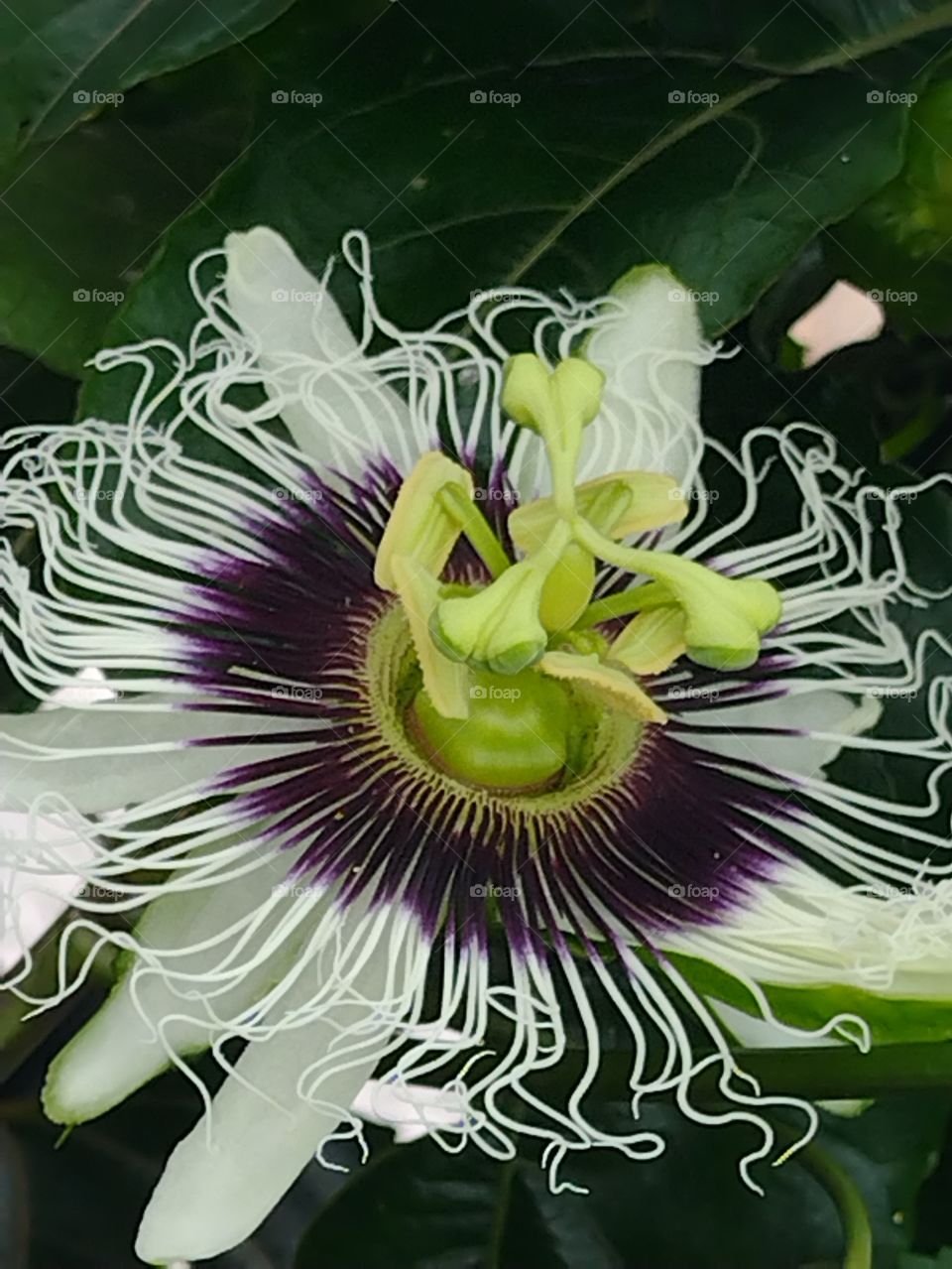 Flor de Maracujá