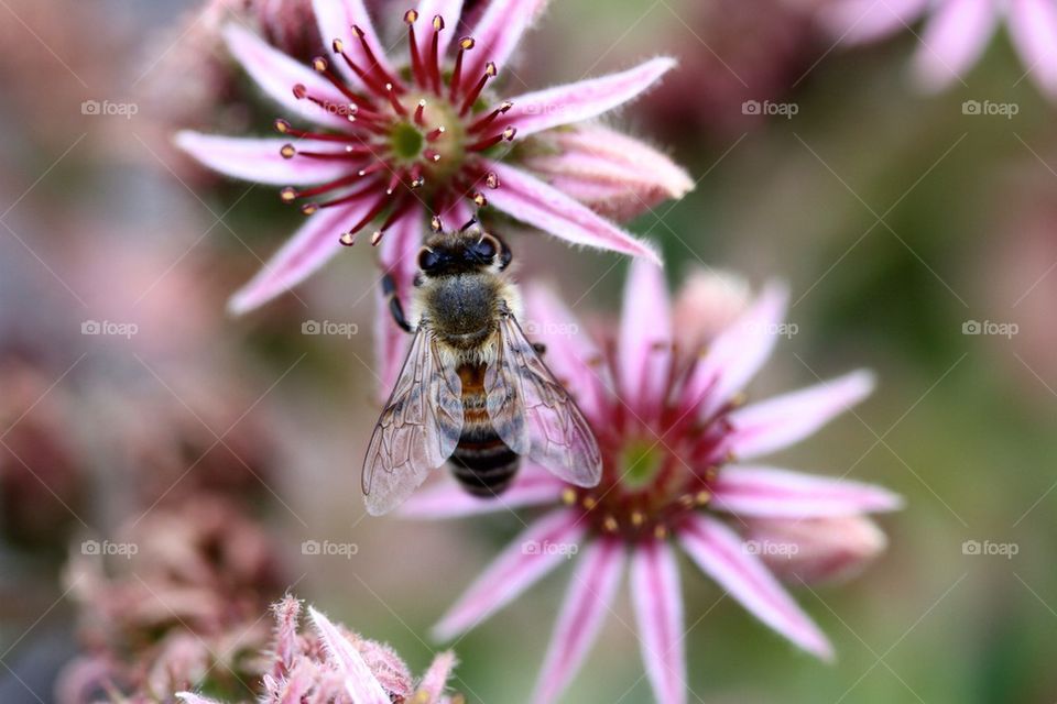 Close-up of bee on sempervivum flower