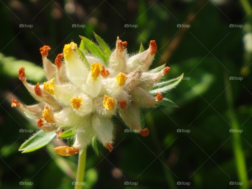 Mountain Flower