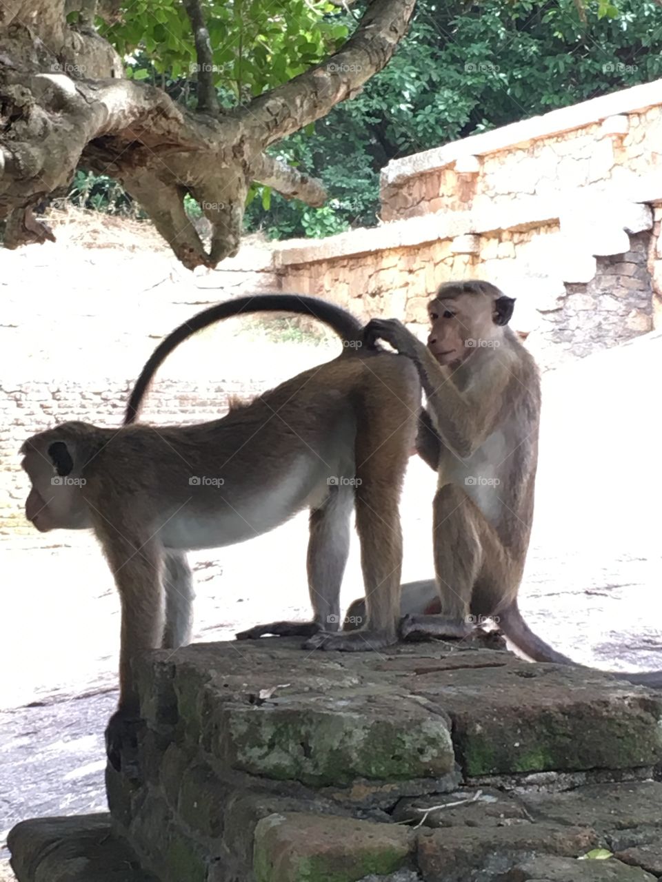 Naughty monkey 