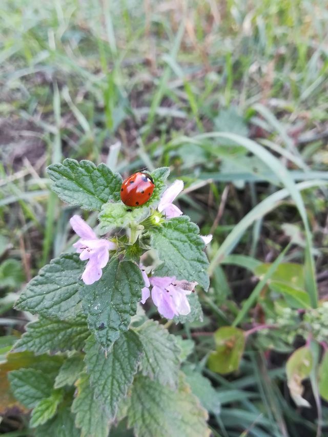 Lady bird