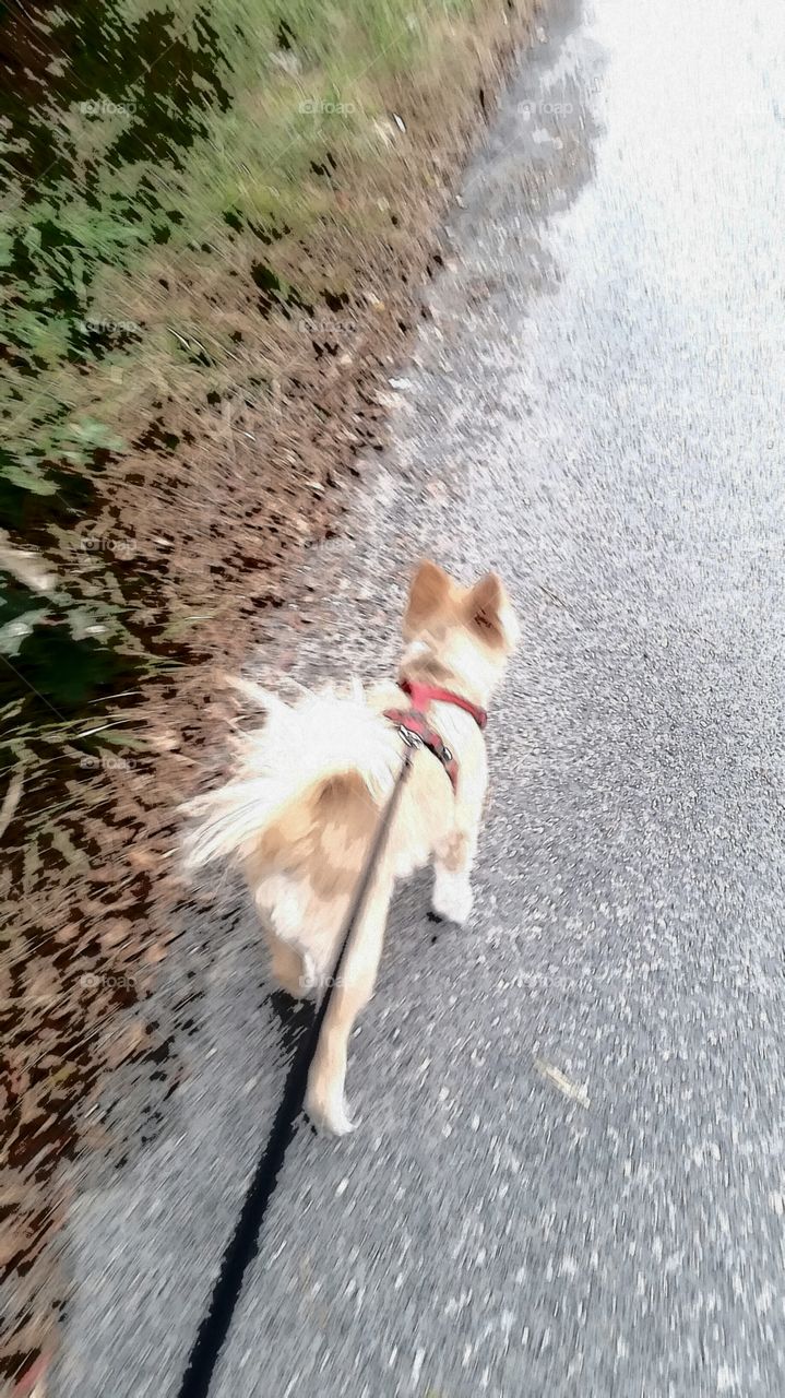 walking my dog