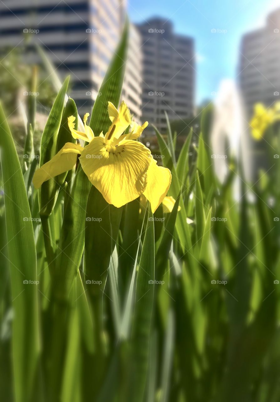 Yellow irises blooming in the city
