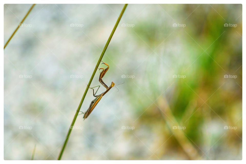 Praying Mantis