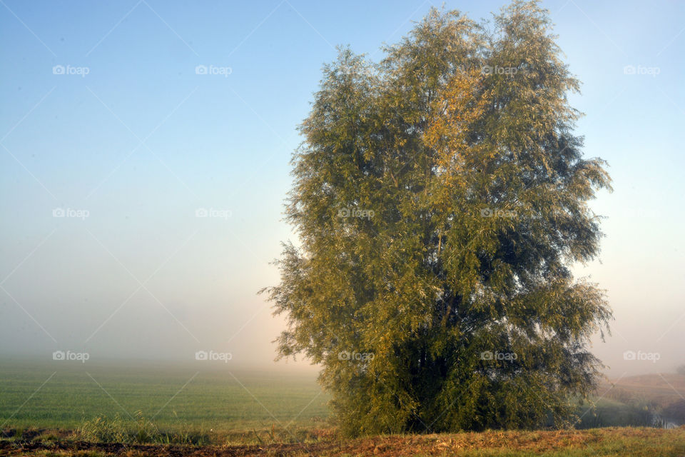 Big tree landscape in the foggy mist early in the morning