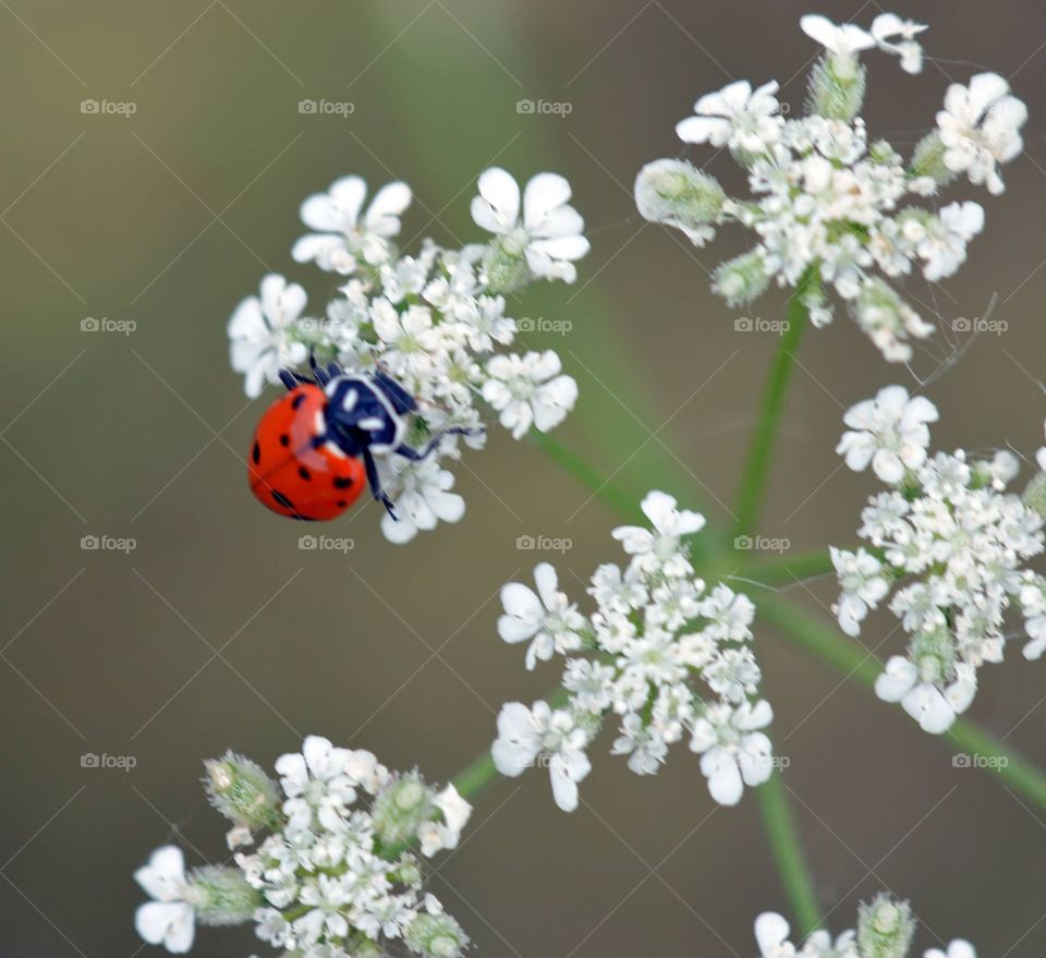 Ladybug on white flowers