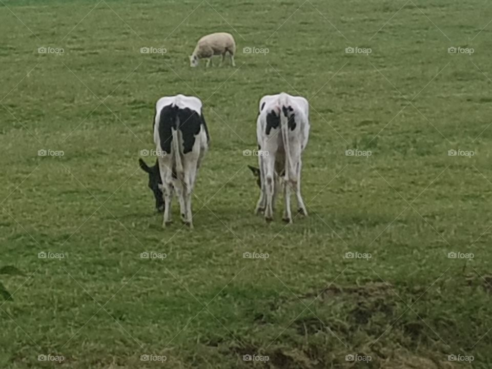 Two buttocks of a cow