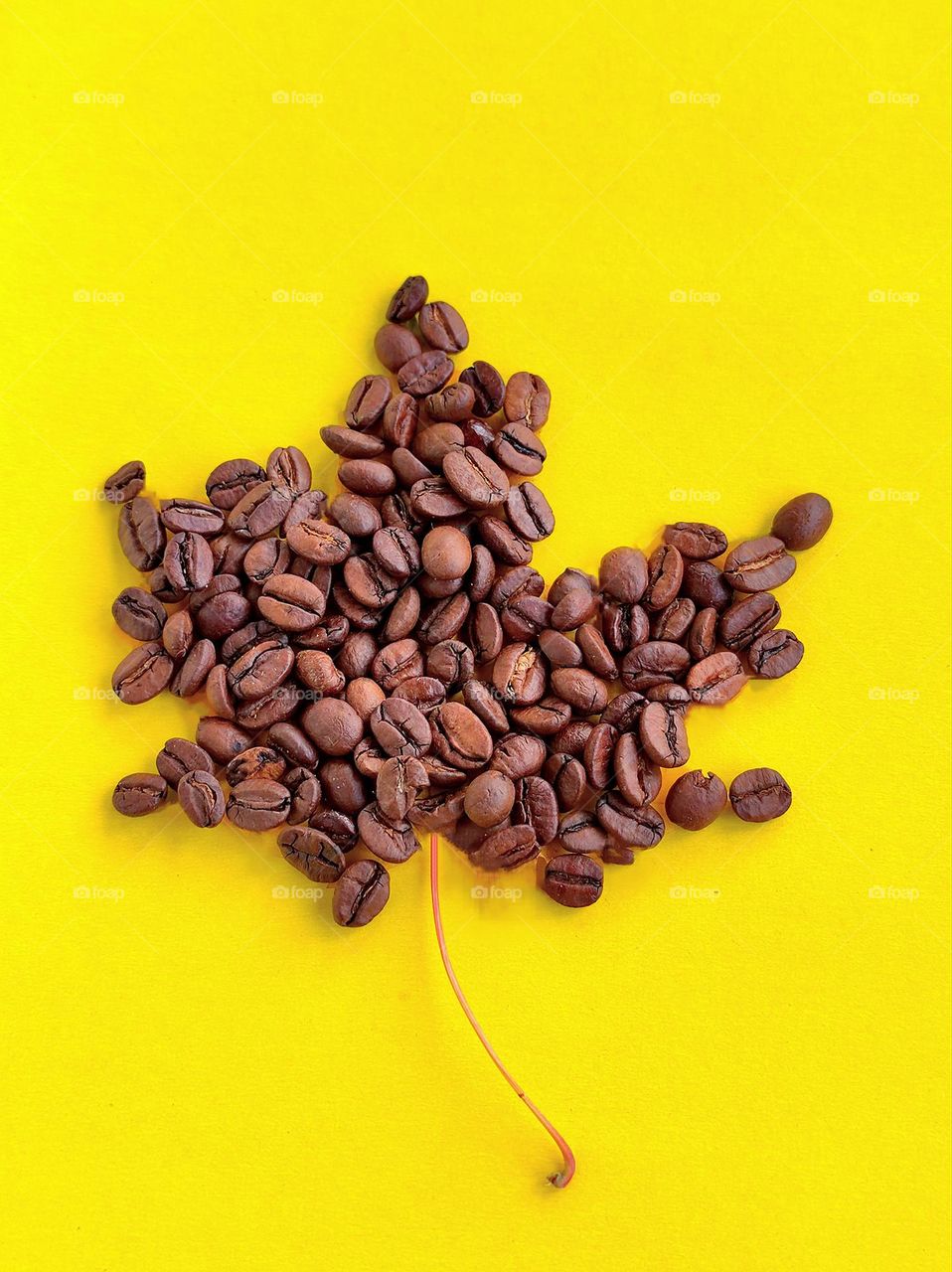 Yellow.  Coffee beans in the shape of a maple leaf lie on a yellow background.
