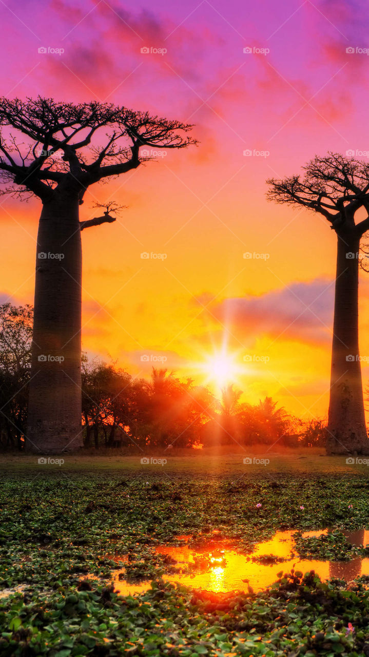 Elephant trees with sunrise