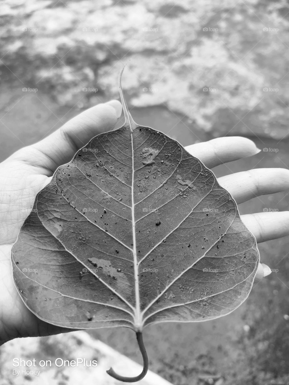 Leaf
